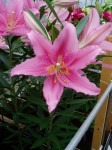[6285 Lilium 68 No03.JPG]